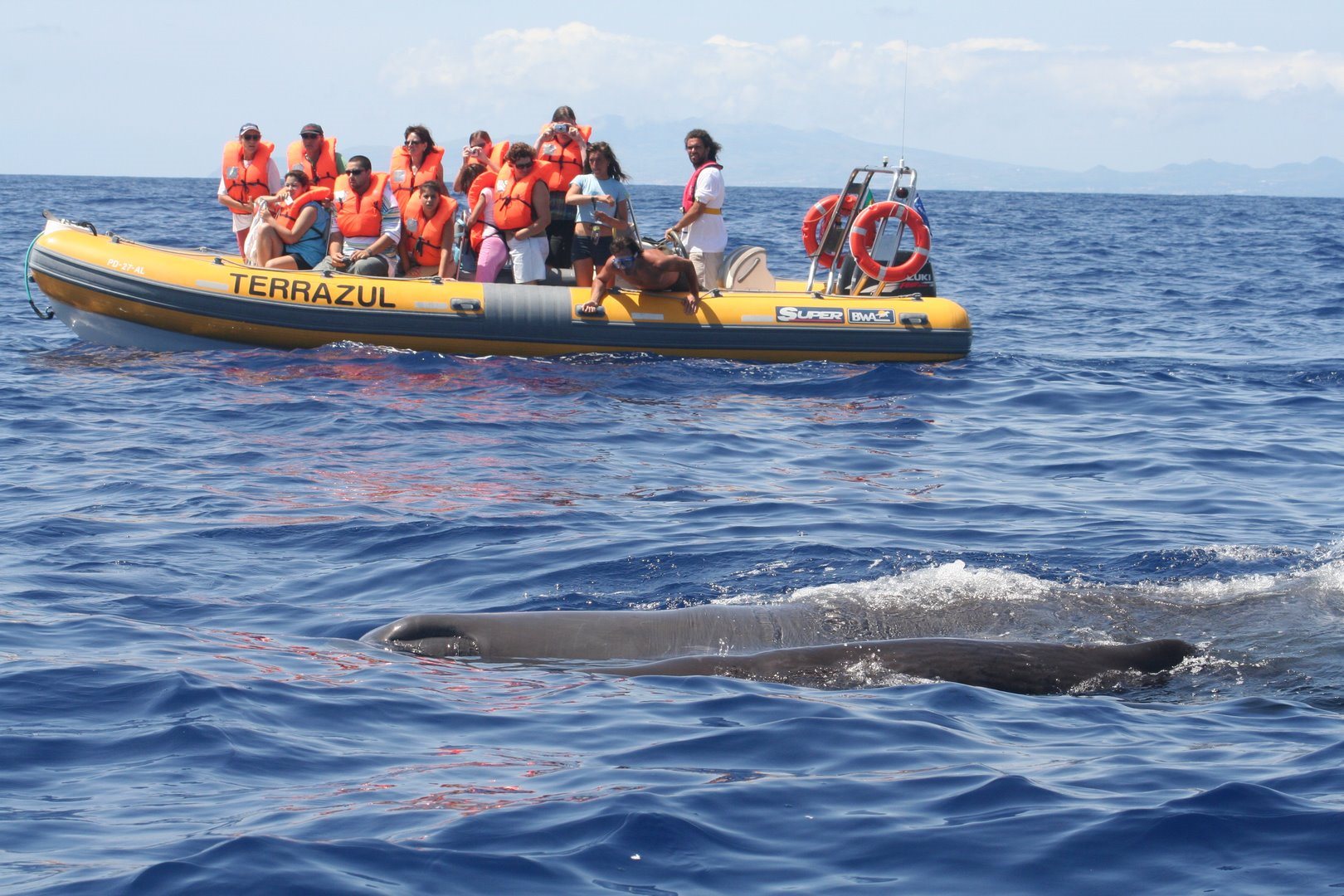 Whale Watching Terra Azul 12 - São Miguel Island