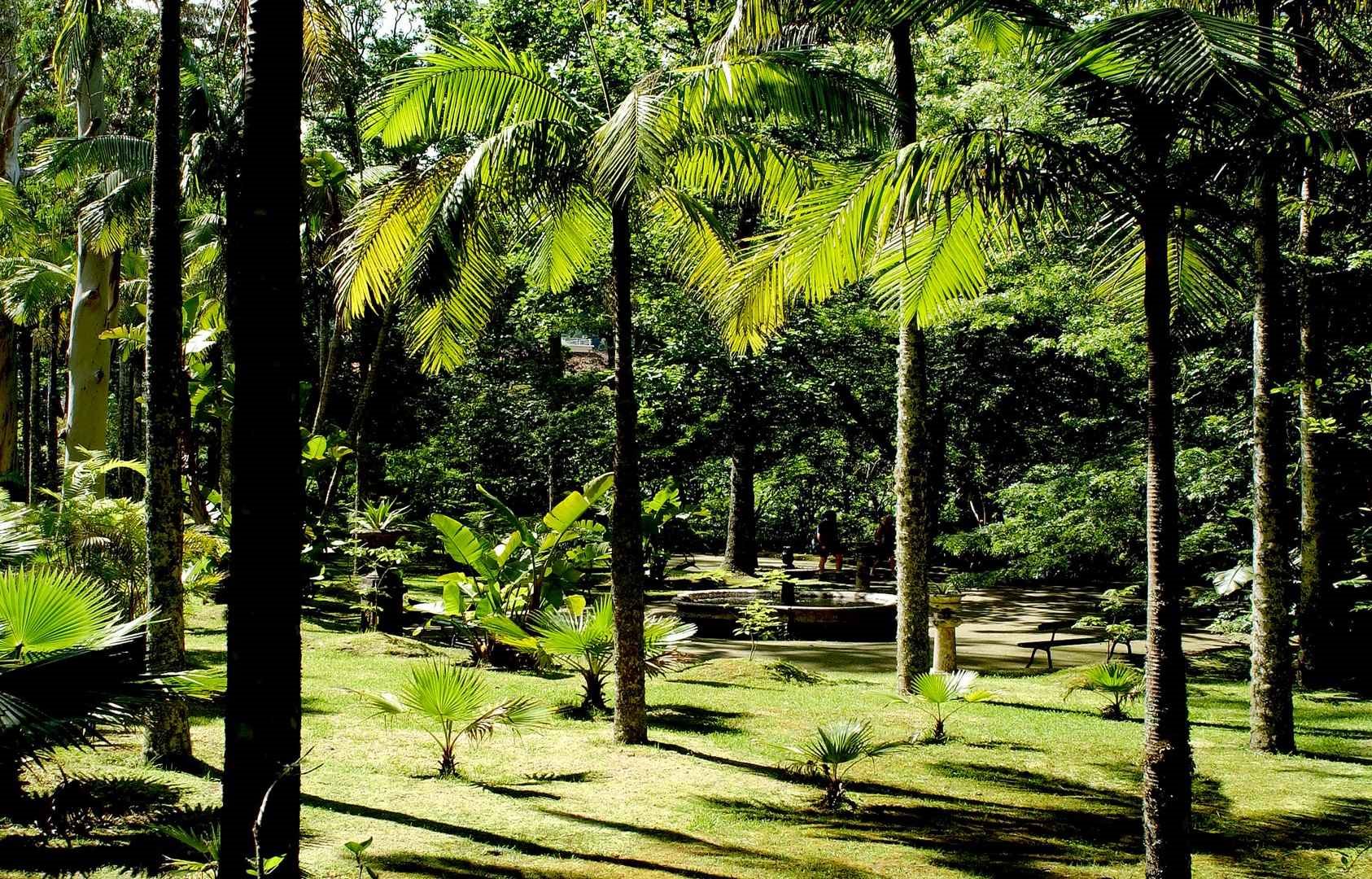 Terra Nostra Garden 1 - São Miguel Island