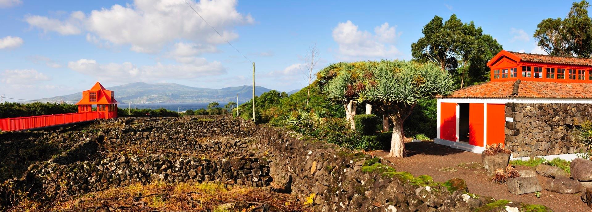 Vineyards Landscape 3 - Pico Island