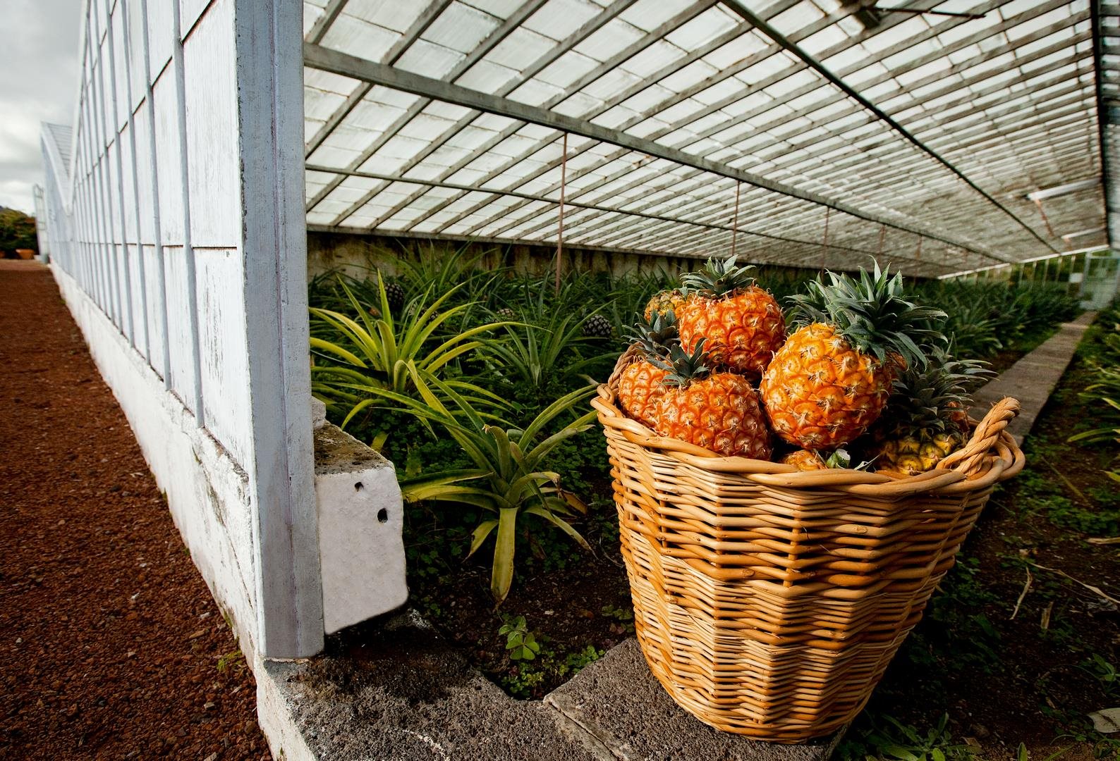 Pineapple Plantations 2 - São Miguel Island - edited