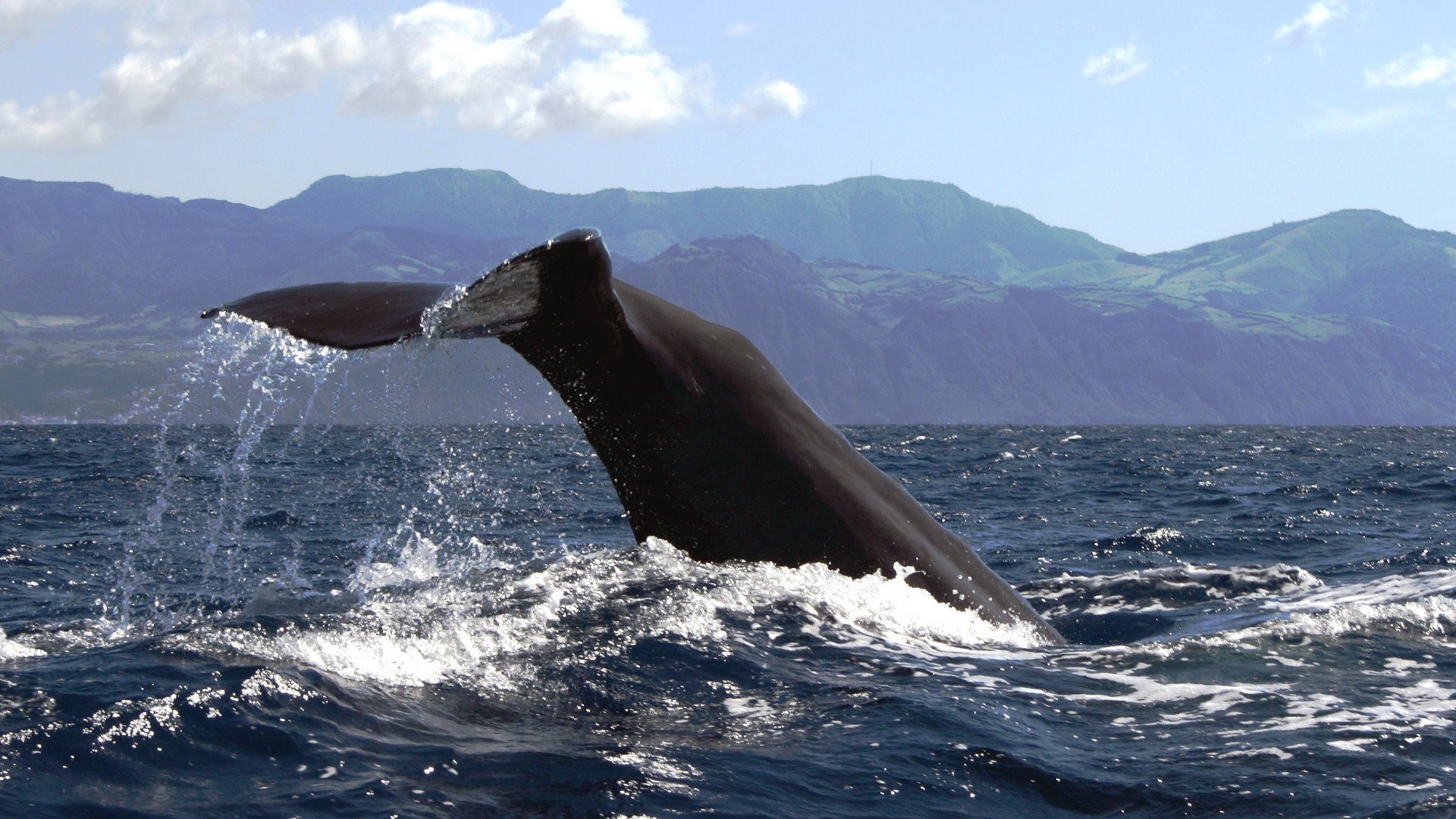 Whale Watching Terra Azul 14 - São Miguel Island