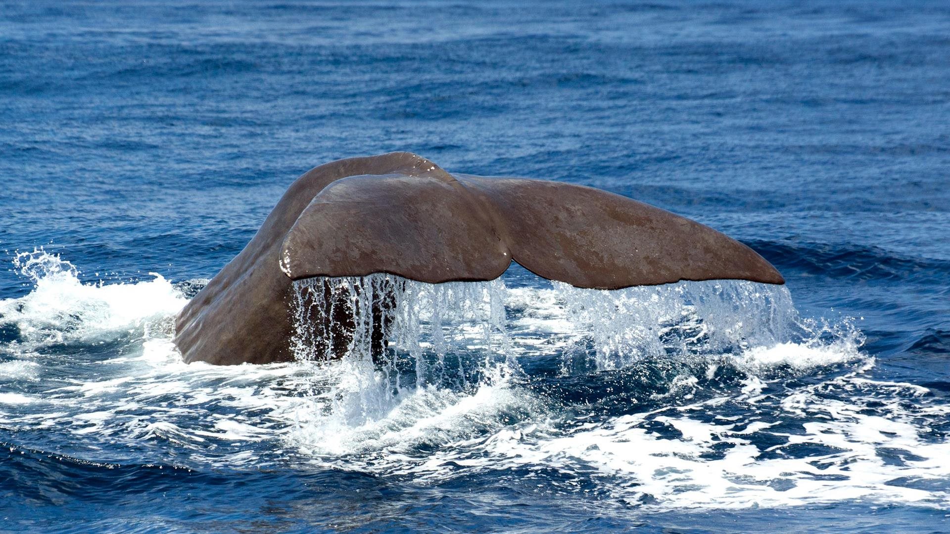 Whale Watching Terra Azul 1 - São Miguel Island