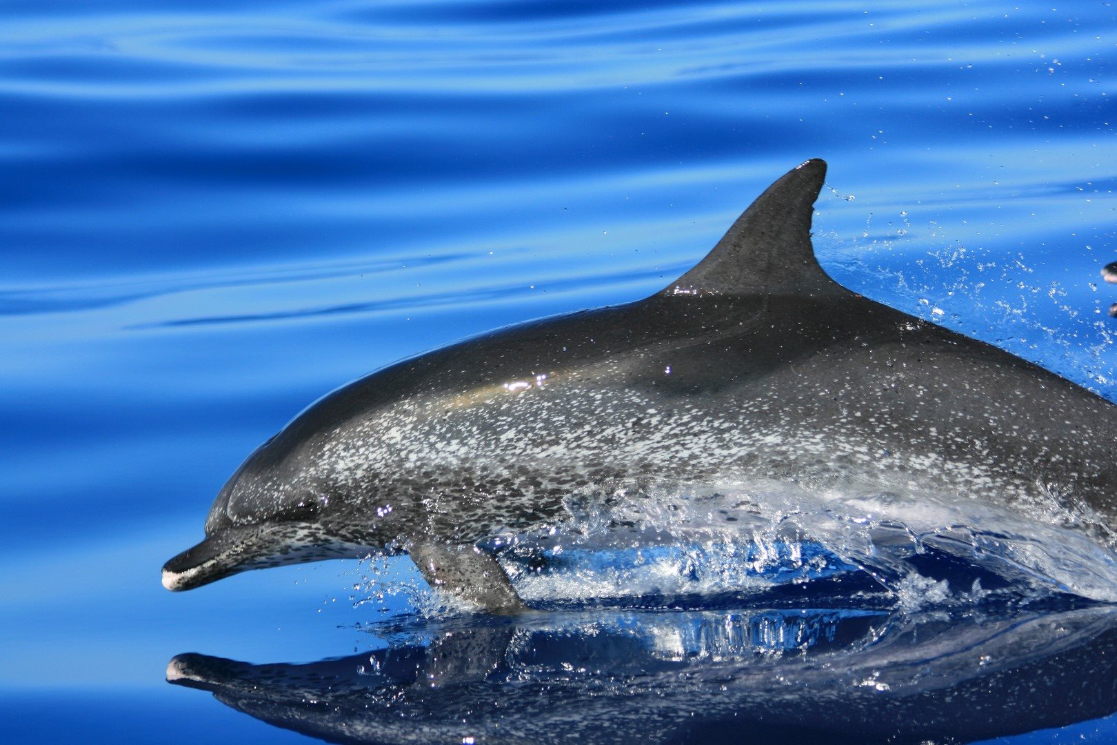 Dolphin - Raquel Soley - Picos de Aventura - São Miguel Island